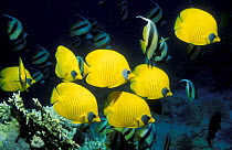 Shoal of Golden butterflyfish {Chaetodon semilarvatus} above coral reef, Egypt, Red Sea