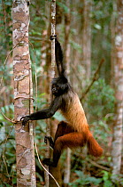 Black headed uakari monkey {Cacajao melanocephalus} Manaus, Brazil, South America