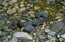 Viperine snake in water {Natrix maura} Alicante, Spain