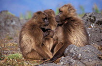 Gelada baboons, harem male with female + young {Theropithecus gelada}, Simien Mtns, Ethiopia,