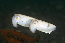 Juvenile pair of Broadclub cuttlefish (Sepia latimanus) Sulawesi, Indonesia
