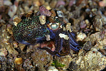 Bobtail squid on sea floor (Euprymna sp) Sulawesi, Indonesia