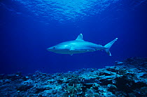 Silvertip shark {Carcharhinus albimarginatus}, Papua New Guinea