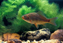 Goldfish - feral form {Carassius auratus} Southern England, UK, Europe