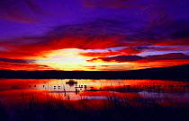 Snow geese at sunset {Chen caerulescens} Bosque del Apache, NM, USA.