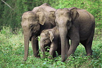 Indian elephant family group (Elephas maximus) Bandipur NP, Western Ghats, Southern India