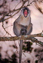 Vervet monkey calling (Chlorocebus / Cercopithecus aethiops) Victoria Falls NP, Zimbabwe