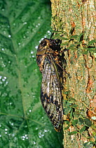 Cicada on trunk (Quesada gigas) Yasuni NP, Ecuador