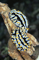 Nudibranchs {Phyllidia varicosa} mating, Sulawesi, Indonesia