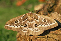 Zig zag emperor moth {Gonimbrasia tyrrhea} Kenya