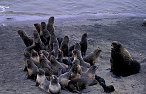 Northern fur seal male and harem {Callorhinus ursinus} Bering Is, Russia Mys