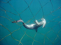 Juvenile Smooth hammerhead shark caught in anti-shark net {Sphryna zygaena} Natal S Africa
