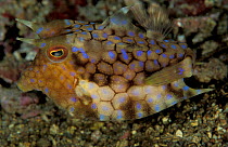 Thornback cowfish {Lactoria fornasini} Sulawesi, Indonesia