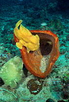 Giant frogfish - pectoral fin adapted for 'walking'. Sulawesi {Antennarius commerson}