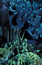 Shrimpfish {Aeoliscus strigatus} Bunaken marine reserve, Monado, Sulawesi