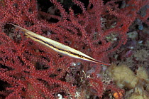 Shrimpfish {Aeoliscus strigatus} Sulawesi, Indonesia