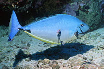 Blacktongue unicornfish {Naso hexacanthus} being cleaned by Cleaner wrasse, Red Sea