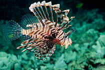 Lionfish {Pterois volitans} Bunaken, Sulawesi