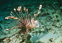 Lionfish (Pterois volitans) Bunaken, Sulawesi