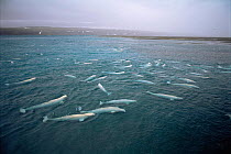 Beluga whales {Delphinapterus leucas}, Cunningham Islet, Somerset Island, Canadian Arctic
