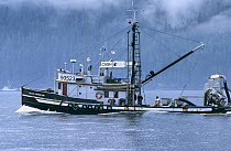 Cash boat buys salmon directly from seine netters at sea, Vancouver Island, British Columbia, Canada