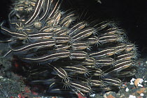 Shoal of Striped catfish {Plotosus lineatus} Sulawesi, Indonesia