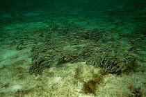 Shoal of Striped catfish feeding {Plutosus lineatus} Phillipines