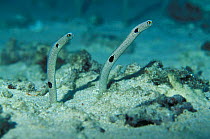 Spotted garden eels {Heteroconger hassi} Sulawesi, Indonesia