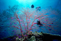 Yellowstriped anthias fish {Anthias tuka} and gorgonian coral {Melithaea sp} Papua New Guinea