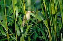 Sedge warbler in reeds with insect prey {Acrocephalus schoenobaenus} Scandinavia