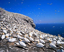 Northern gannet breeding colony {Morus bassanus} Bass Rock, Scotland, UK