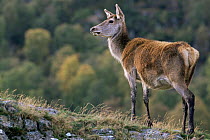Red deer doe {Cervus elaphus} Inverness, Scotland