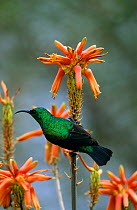 Mariqua sunbird er {Nectarinia mariquensis} on flow, Tarangire NP, Tanzania