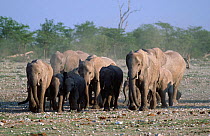 African elephant family group {Loxodonta africana} Etosha NP, Namibia, Southern Africa