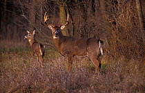 Whitetail deer buck and doe {Odocoileus virginianus} USA
