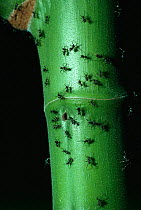 Ants {Azteca sp} at entrance to nest in Cecropia tree, Costa Rica