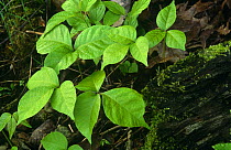 Poison ivy {Rhus radicans} USA