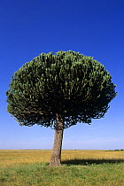 Euphorbia tree {Euphorbia candelabrum} Masai Mara, Kenya