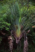 Travellers palm {Ravenala madagascariensis} Madagascar