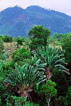 Travellers palm {Ravenala madagascariensis} Madagascar.