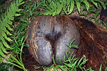 Coco de Mer palm tree nut {Lodoicea maldivica} Vallee de Mai, Seychelles