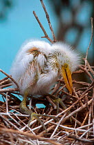 Great egret chick in nest, Antigua