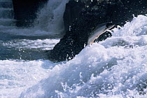 Atlantic salmon leaping up river {Salmo salar} Iceland