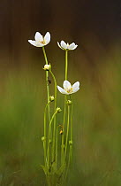 Grass of Parnassus {Parnasia palustris} Peak District NP, UK Derbyshire