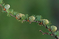 European larch tree {Larix decidua} cones on branch, UK