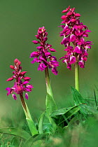 Early purple orchids {Orchis mascula} Derbyshire, UK.