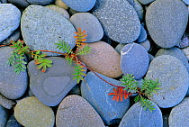 Silverweed {Potentilla anserina} and beach pebbles Gwyned, Wales, UK