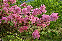 {Rhododendron schlippenbachii} S Ussuriland, Siberia, Russia