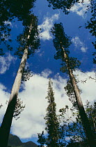 Alerce trees {Fitzroya cupressoides} Andino NP, Chile, South America
