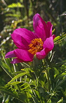 Wild paeony {Paeonia mascula} flower Provence, France